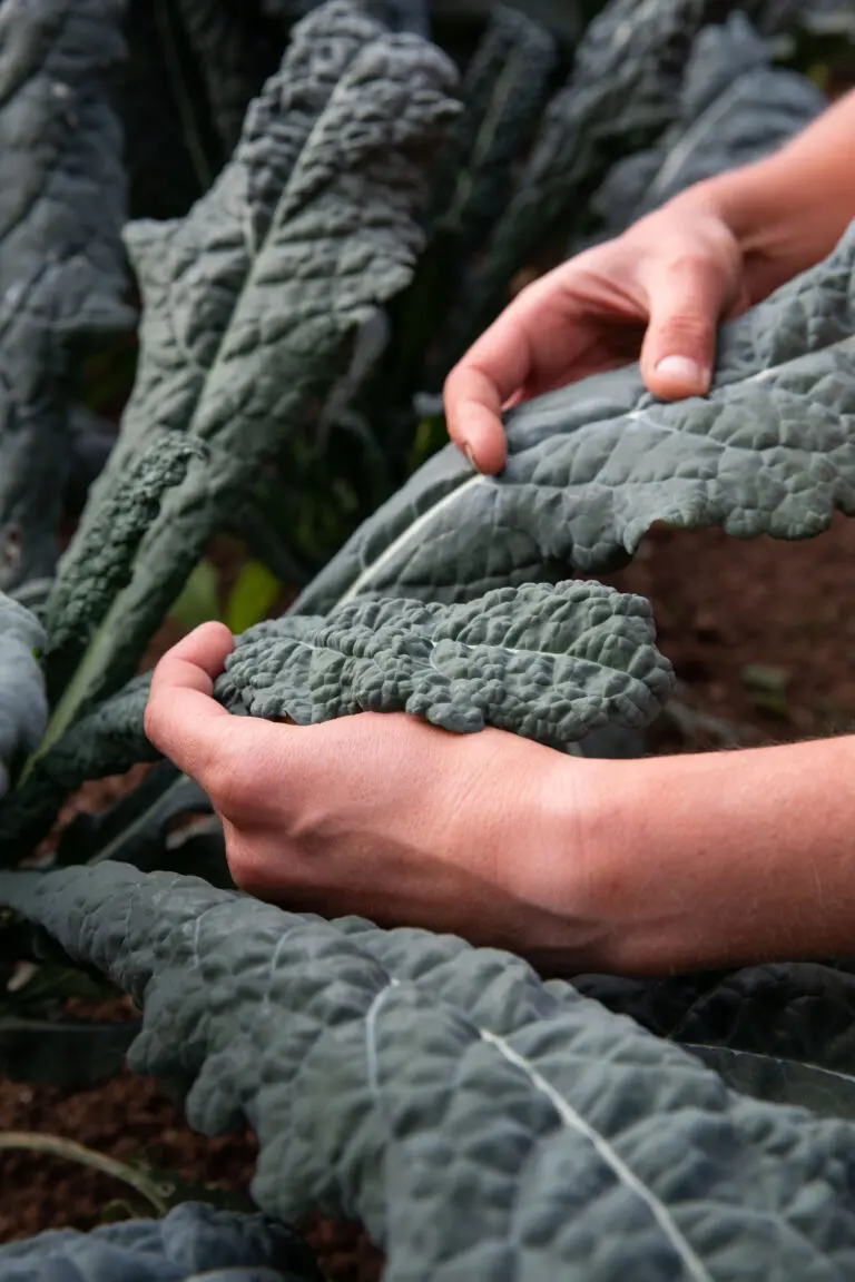 Farm fresh vegetables. Hug's greengrocer Bristol